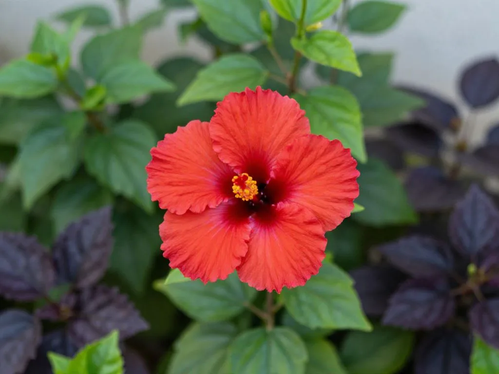 Co posadzić obok hibiskusa? Idealni towarzysze dla króla ogrodu